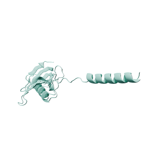 Human CST1 (C-6His, HEK293)